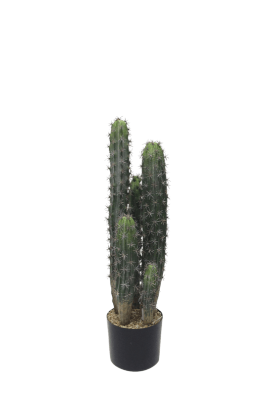 Cactus Potted 72cm