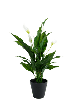 Peace Lily w/Flowers Potted 48cm - Oak Furniture Store & Sofas