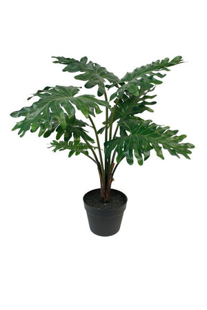 Potted Grand Philodendron 61cm - Oak Furniture Store & Sofas