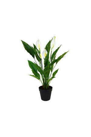 Potted Spathiphyllum w/Flowers 50cm - Oak Furniture Store & Sofas
