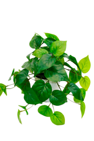 Potted Philo Bush Real Touch 23cm FGR919