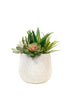 Aloe and Succulent Arrangement 26cm FPL643 - Oak Furniture Store