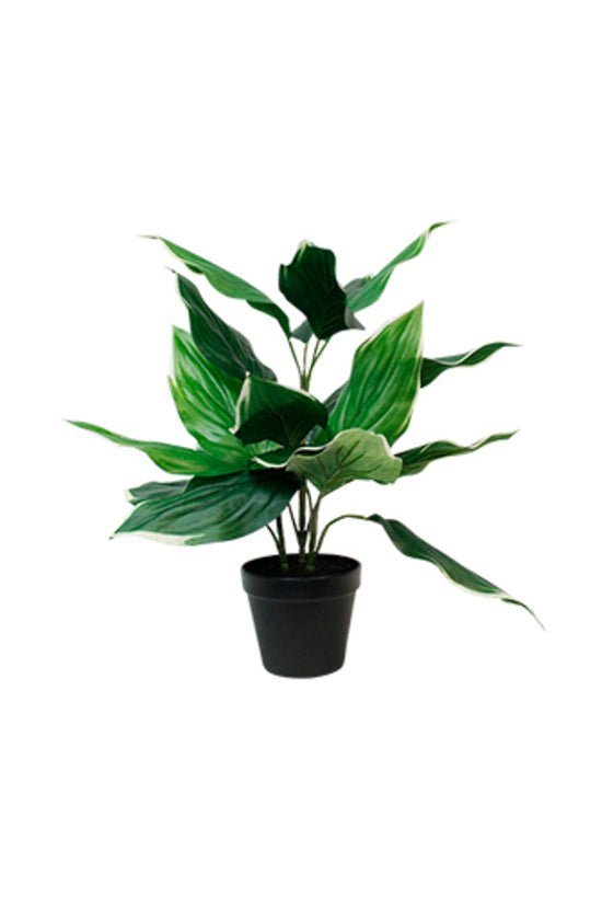 Hosta Undulata Potted 47cm FPL568 - Oak Furniture Store