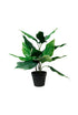 Hosta Undulata Potted 47cm FPL568 - Oak Furniture Store