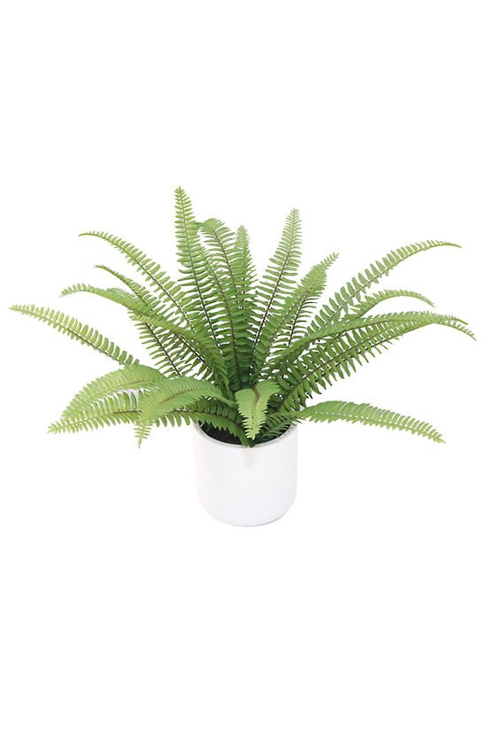 Ladder Fern Potted 35CM FPL365 - Oak Furniture Store