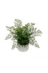 Maidenhair Fern Potted 32cm FPL122 - Oak Furniture Store