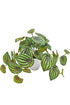 Peperomia Watermelon Real Touch Potted 24cm FPL849 - Oak Furniture Store