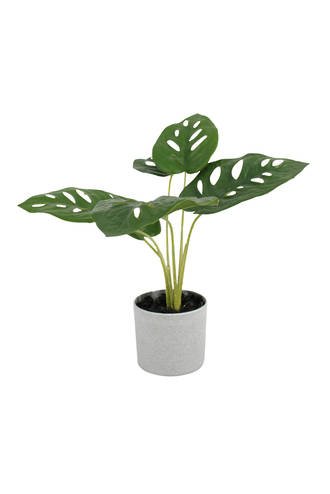 Swiss Cheese Plant Potted 24cm FPL187 - Oak Furniture Store