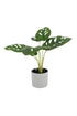 Swiss Cheese Plant Potted 24cm FPL187 - Oak Furniture Store