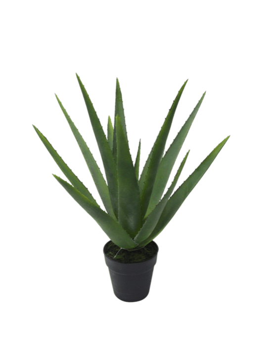 Aloe Vera Potted 53cm