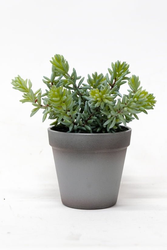 Angelina Succulent Grey Pot 22cm