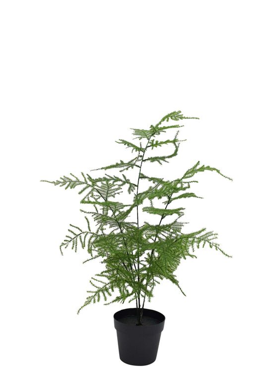 Asparagus Fern Potted 50cm - Oak Furniture Store & Sofas