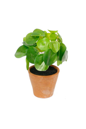 Chinese Money Plant Potted 21cm - Oak Furniture Store & Sofas
