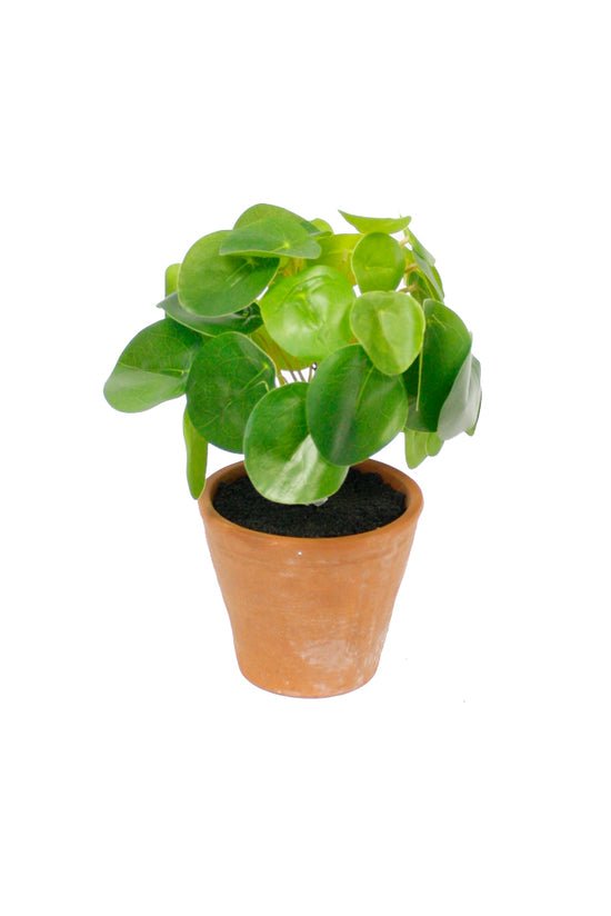 Chinese Money Plant Potted 21cm
