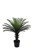 Cycas Palm Tree Potted 90cm - Oak Furniture Store