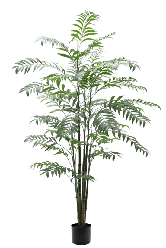 Delux Bamboo Palm Potted 1.8m