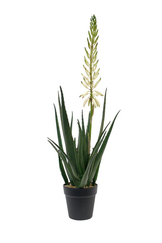 Flowering Aloe Vera Potted - Oak Furniture Store