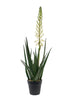 Flowering Aloe Vera Potted - Oak Furniture Store