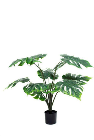 Monsteria Pot Plant 75cm - Oak Furniture Store & Sofas