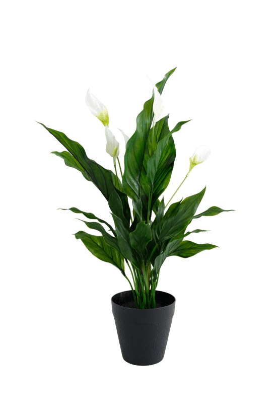 Peace Lily w/Flowers Potted 48cm