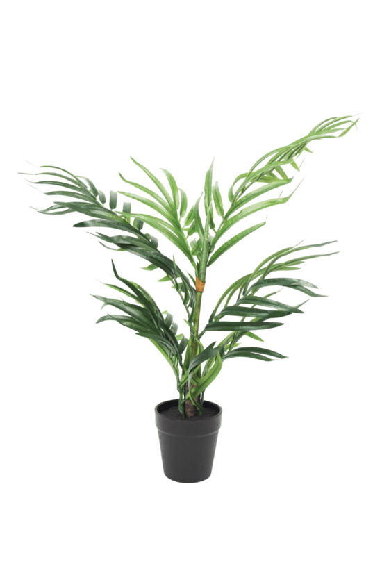 Potted Robellini Palm