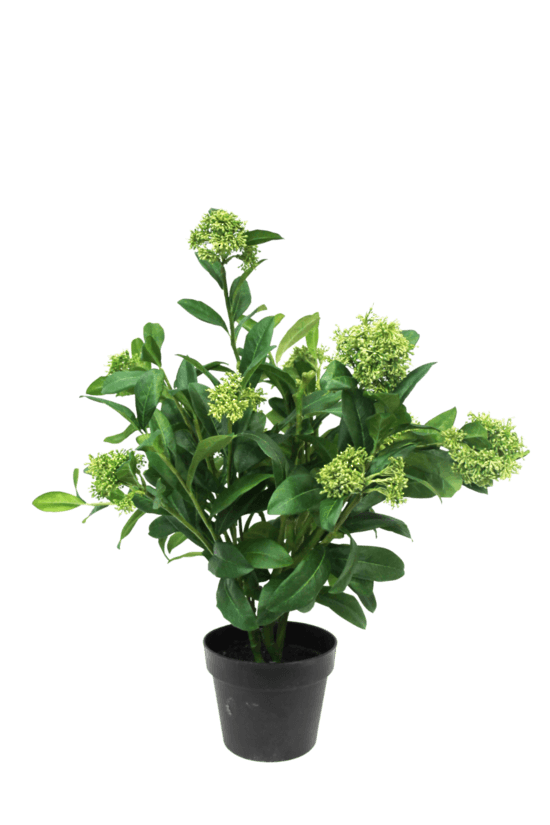 Potted Skimmia Plant  65cm