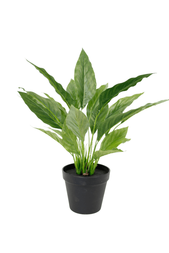 Potted Spathiphyllum Bush 40cm