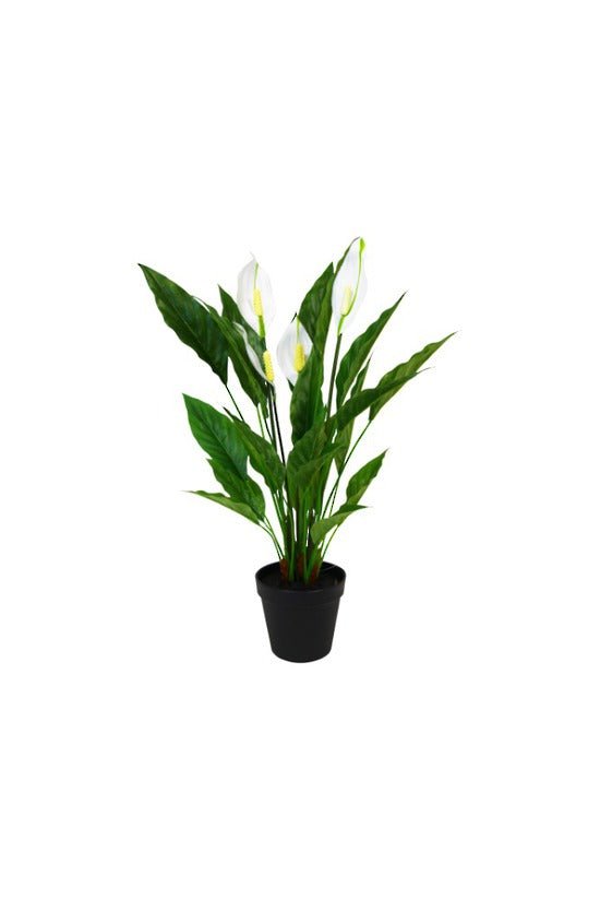 Potted Spathiphyllum w/Flowers 50cm