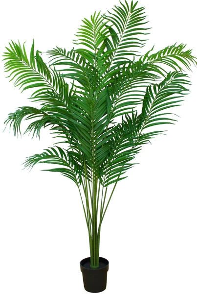 Tree - Pearl Palm Plants- 170/210cm